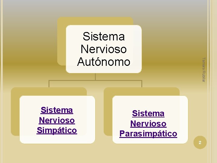 Sistema Nervioso Simpático Tamara Rubilar Sistema Nervioso Autónomo Sistema Nervioso Parasimpático 2 