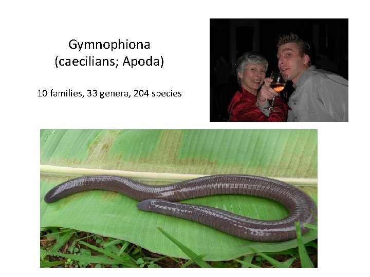 Gymnophiona (caecilians; Apoda) 10 families, 33 genera, 204 species 