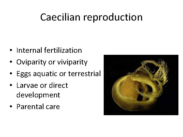 Caecilian reproduction Internal fertilization Oviparity or viviparity Eggs aquatic or terrestrial Larvae or direct