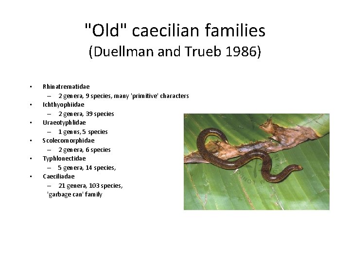 "Old" caecilian families (Duellman and Trueb 1986) • • • Rhinatrematidae – 2 genera,