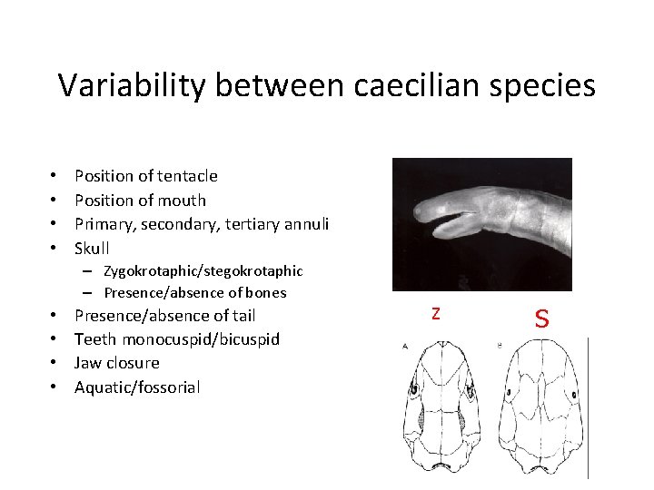 Variability between caecilian species • • Position of tentacle Position of mouth Primary, secondary,