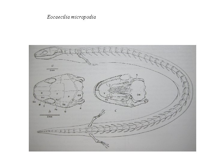 Eocaecilia micropodia 