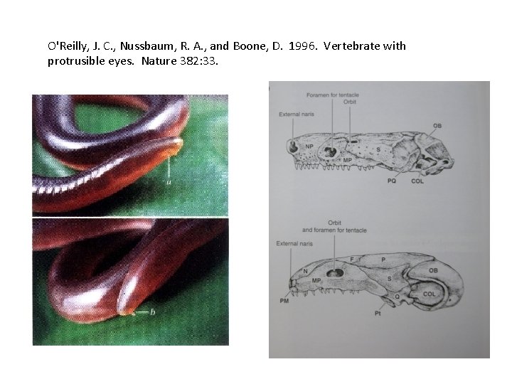 O'Reilly, J. C. , Nussbaum, R. A. , and Boone, D. 1996. Vertebrate with