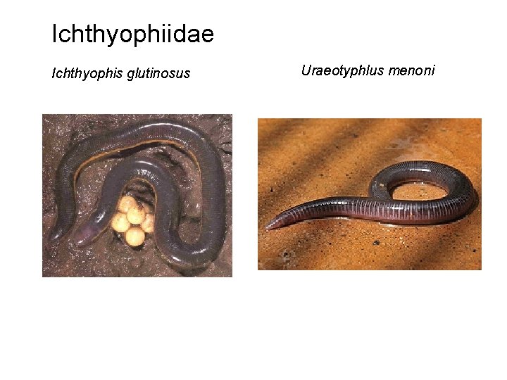 Ichthyophiidae Ichthyophis glutinosus Uraeotyphlus menoni 