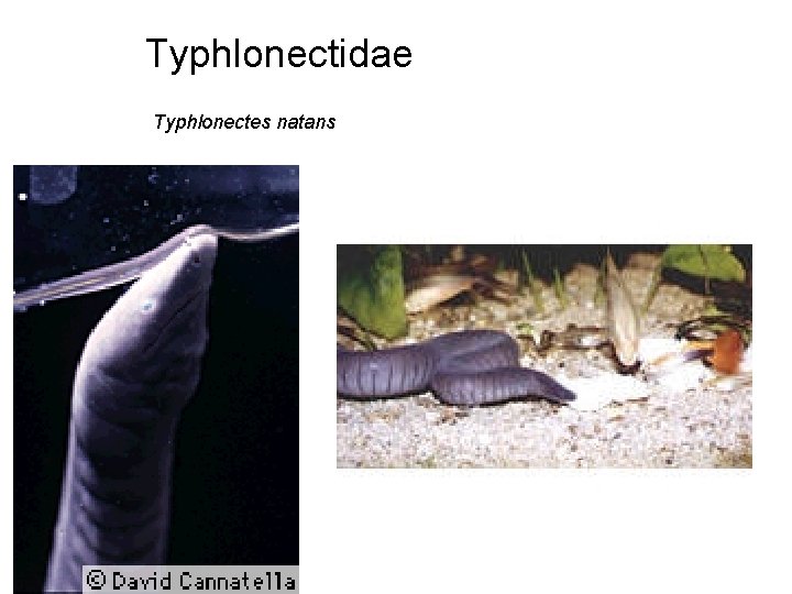 Typhlonectidae Typhlonectes natans 