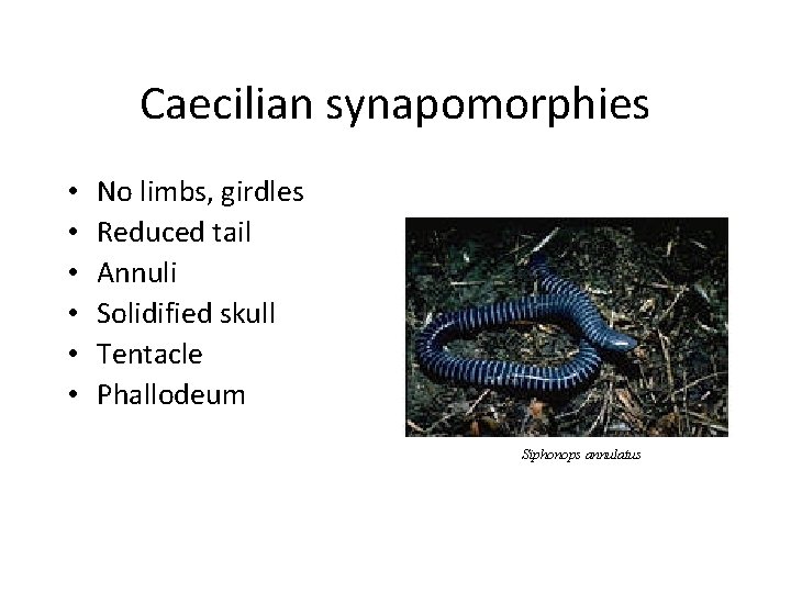 Caecilian synapomorphies • • • No limbs, girdles Reduced tail Annuli Solidified skull Tentacle