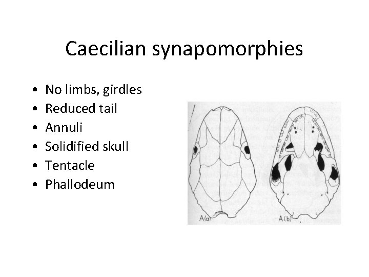 Caecilian synapomorphies • • • No limbs, girdles Reduced tail Annuli Solidified skull Tentacle