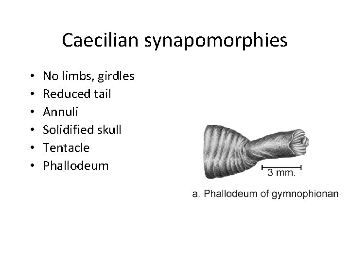 Caecilian synapomorphies • • • No limbs, girdles Reduced tail Annuli Solidified skull Tentacle