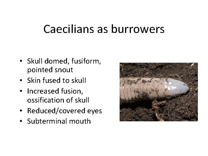 Caecilians as burrowers • Skull domed, fusiform, pointed snout • Skin fused to skull