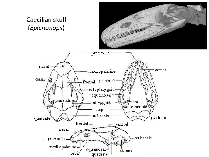 Caecilian skull (Epicrionops) 