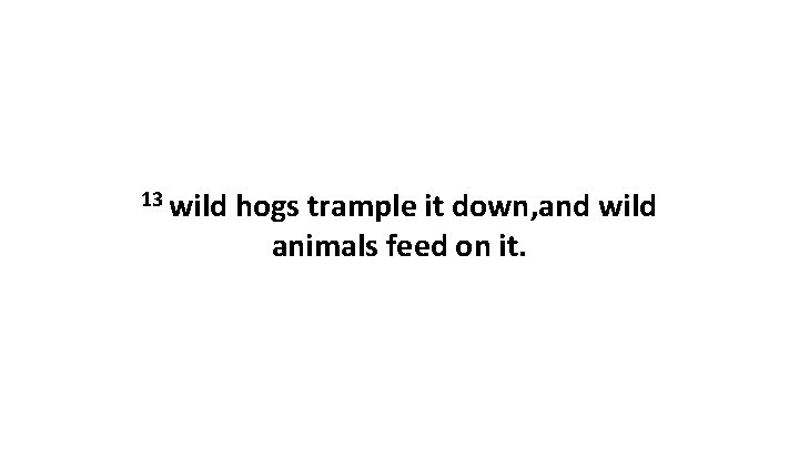 13 wild hogs trample it down, and wild animals feed on it. 