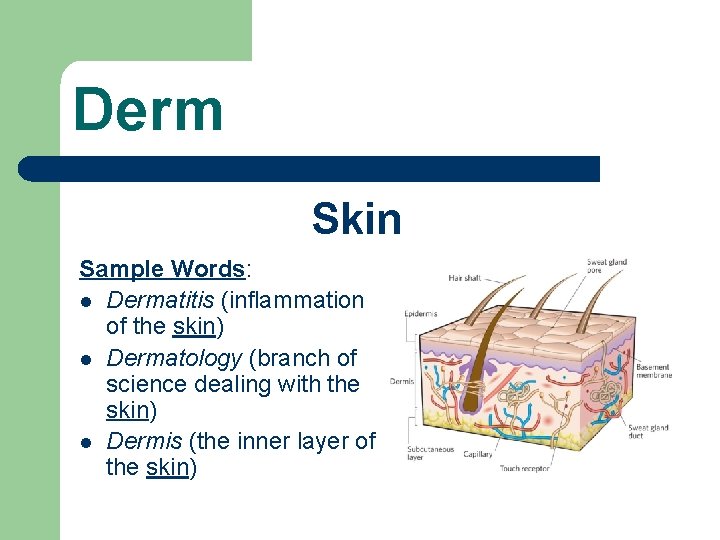 Derm Skin Sample Words: l Dermatitis (inflammation of the skin) l Dermatology (branch of