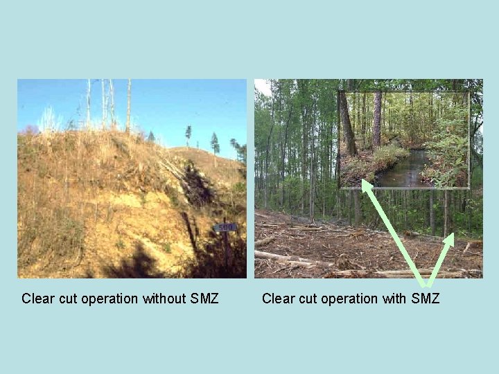 Clear cut operation without SMZ Clear cut operation with SMZ 