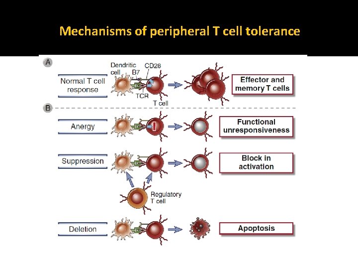 Mechanisms of peripheral T cell tolerance 