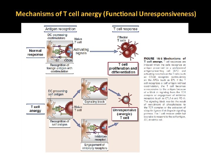 Mechanisms of T cell anergy (Functional Unresponsiveness) 