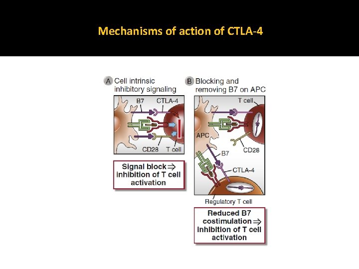 Mechanisms of action of CTLA-4 