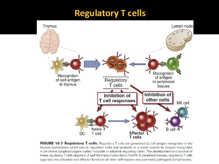 Regulatory T cells 