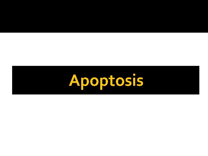 Apoptosis 