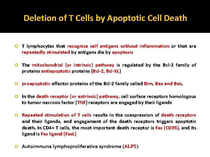 Deletion of T Cells by Apoptotic Cell Death T lymphocytes that recognize self antigens