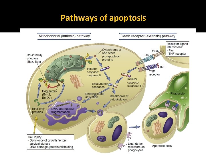Pathways of apoptosis 
