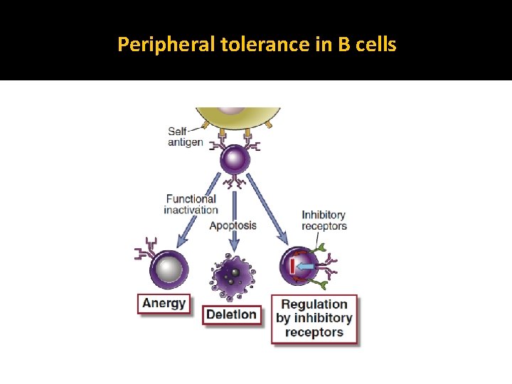 Peripheral tolerance in B cells 