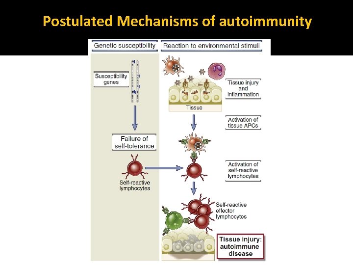 Postulated Mechanisms of autoimmunity 