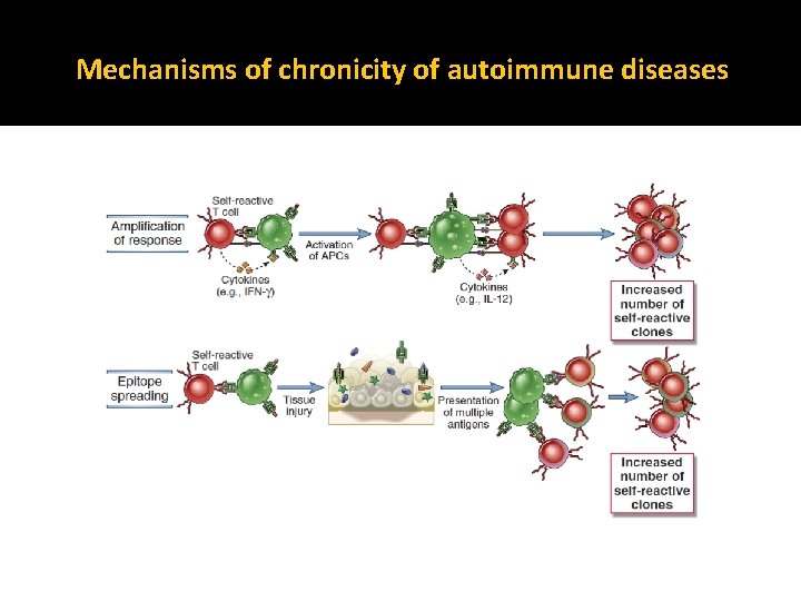 Mechanisms of chronicity of autoimmune diseases 