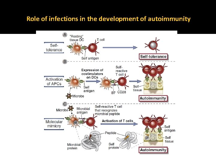 Role of infections in the development of autoimmunity 