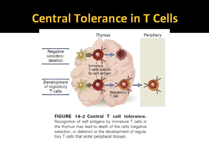 Central Tolerance in T Cells 