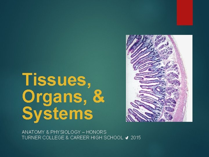 Tissues, Organs, & Systems ANATOMY & PHYSIOLOGY – HONORS TURNER COLLEGE & CAREER HIGH