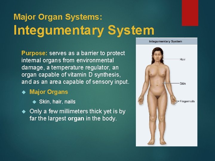 Major Organ Systems: Integumentary System Purpose: serves as a barrier to protect internal organs