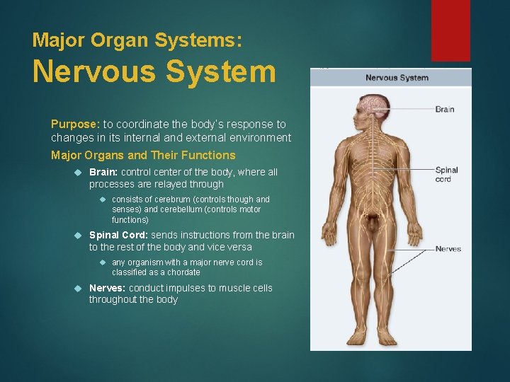 Major Organ Systems: Nervous System Purpose: to coordinate the body’s response to changes in