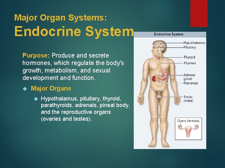 Major Organ Systems: Endocrine System Purpose: Produce and secrete hormones, which regulate the body's