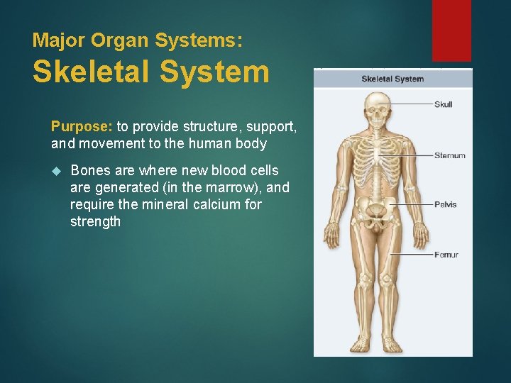 Major Organ Systems: Skeletal System Purpose: to provide structure, support, and movement to the