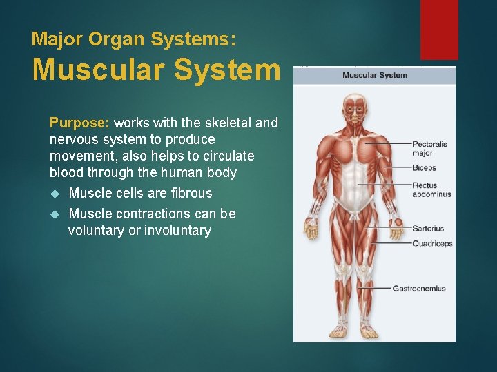 Major Organ Systems: Muscular System Purpose: works with the skeletal and nervous system to