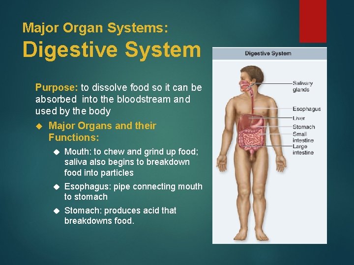 Major Organ Systems: Digestive System Purpose: to dissolve food so it can be absorbed