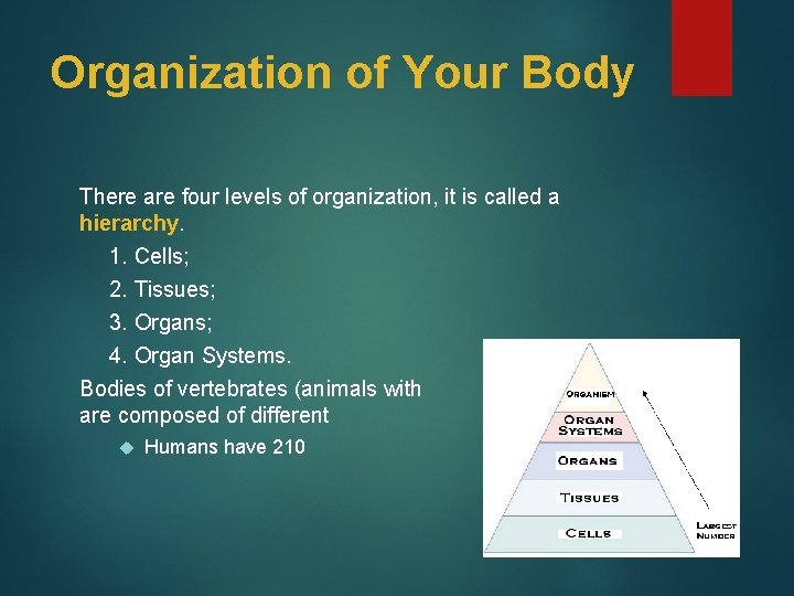 Organization of Your Body There are four levels of organization, it is called a