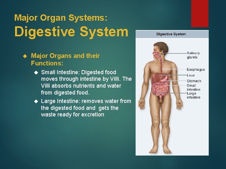 Major Organ Systems: Digestive System Major Organs and their Functions: Small Intestine: Digested food
