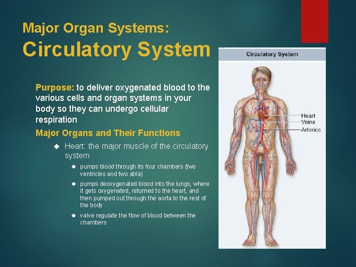 Major Organ Systems: Circulatory System Purpose: to deliver oxygenated blood to the various cells