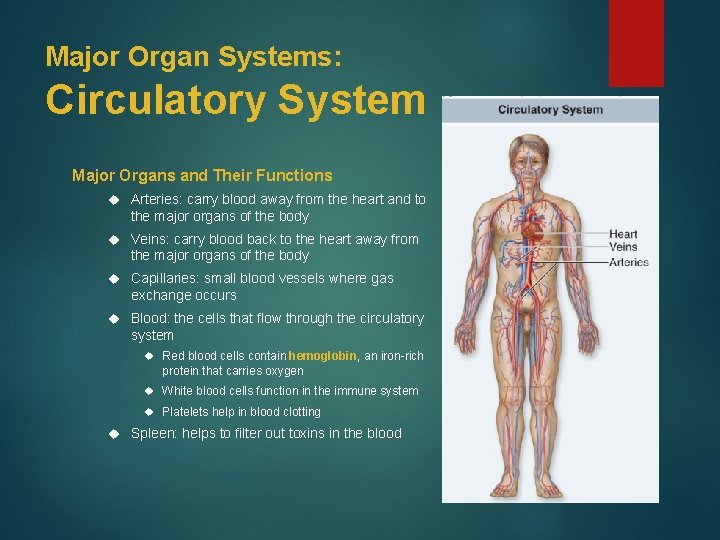 Major Organ Systems: Circulatory System Major Organs and Their Functions Arteries: carry blood away