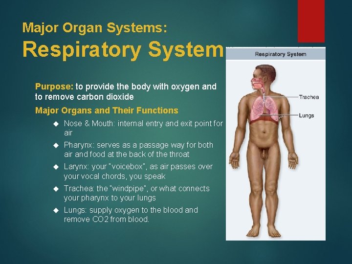 Major Organ Systems: Respiratory System Purpose: to provide the body with oxygen and to