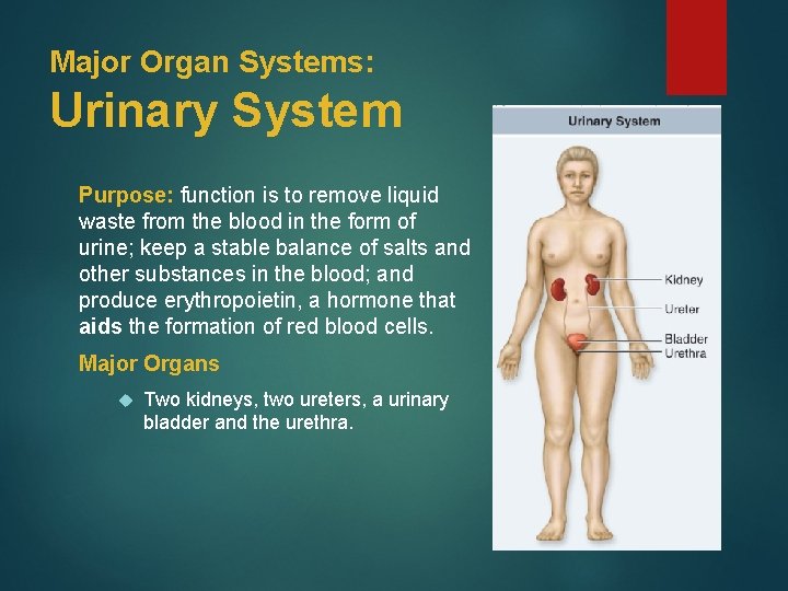 Major Organ Systems: Urinary System Purpose: function is to remove liquid waste from the