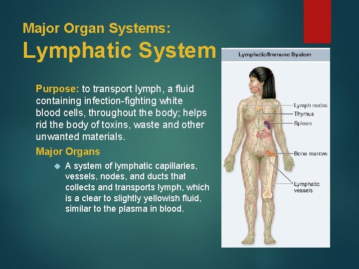 Major Organ Systems: Lymphatic System Purpose: to transport lymph, a fluid containing infection-fighting white
