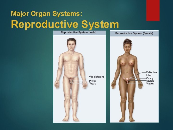 Major Organ Systems: Reproductive System 