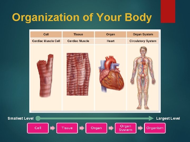 Organization of Your Body Smallest Level Largest Level 