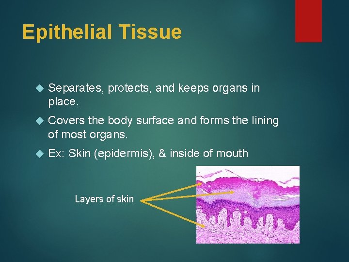 Epithelial Tissue Separates, protects, and keeps organs in place. Covers the body surface and