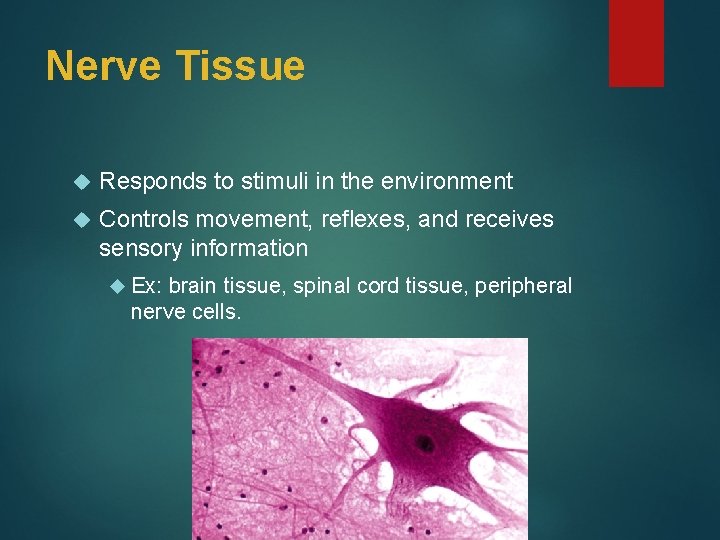 Nerve Tissue Responds to stimuli in the environment Controls movement, reflexes, and receives sensory