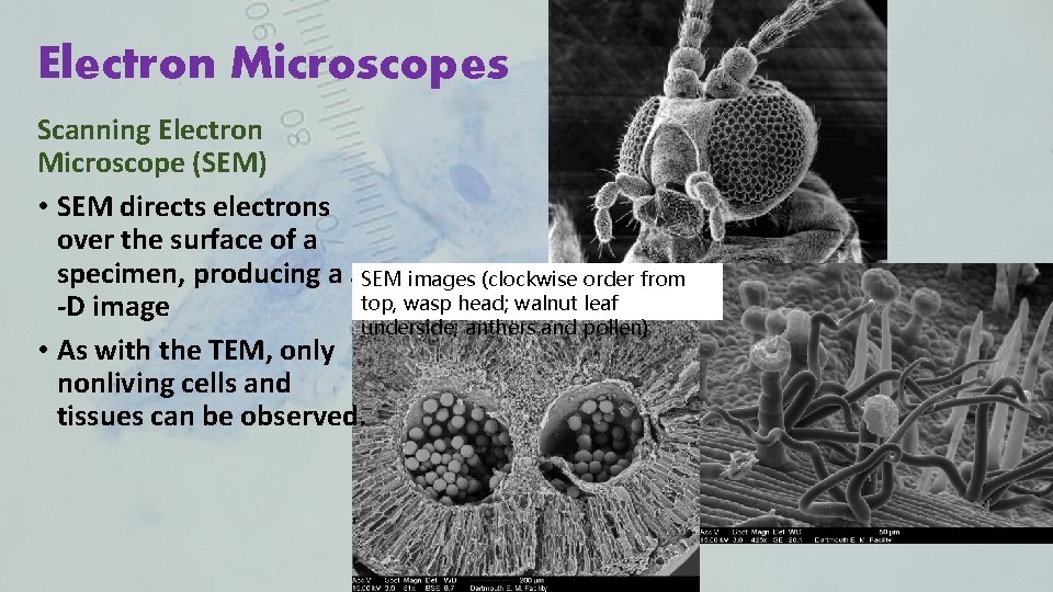 Electron Microscopes Scanning Electron Microscope (SEM) • SEM directs electrons over the surface of