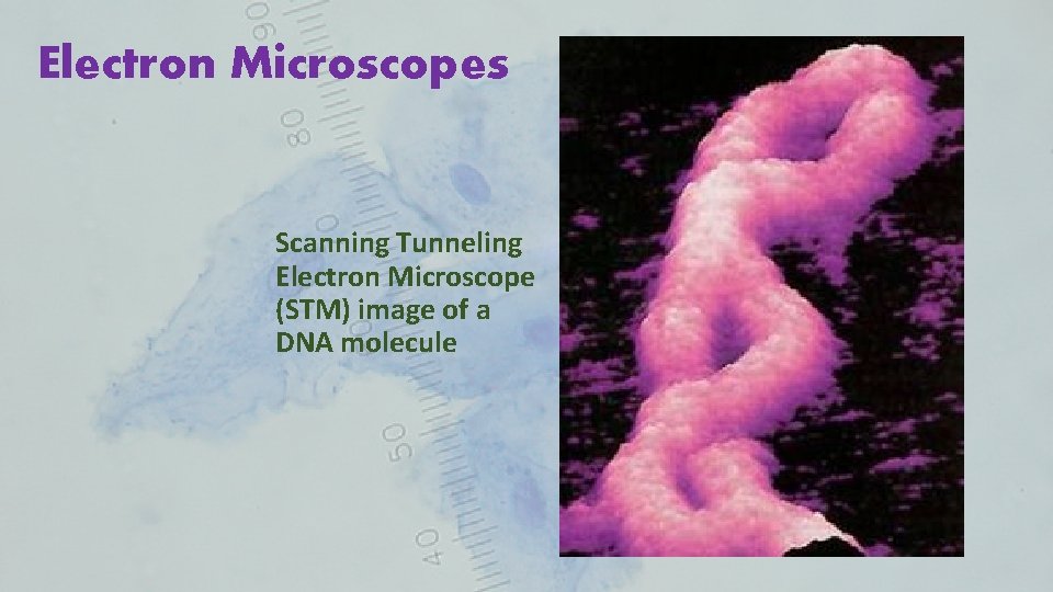 Electron Microscopes Scanning Tunneling Electron Microscope (STM) image of a DNA molecule 