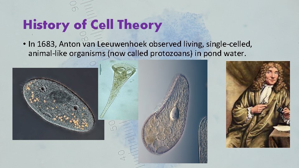 History of Cell Theory • In 1683, Anton van Leeuwenhoek observed living, single-celled, animal-like